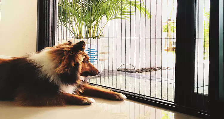 Sliding Screen Pet Door Repair in Lafayette, CA