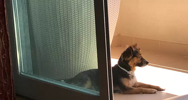 French Door Pet Screen Repair in Lafayette, CA